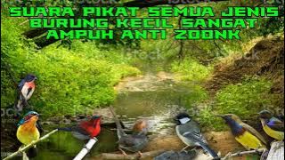 Suara pikat mp3 untuk semua jenis burung kecil terbaru 2022