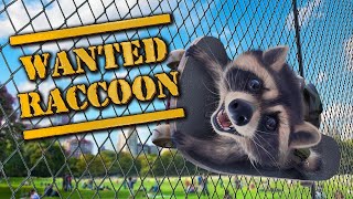 Wanted Raccoon Gameplay PC