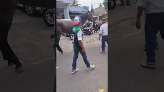 Kaki Kuda Patah Akibat Pacu Kuda 2024 Di Payakumbuh