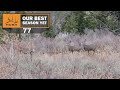 BSY | MULE DEER COMING IN TO DECOY | S1E77