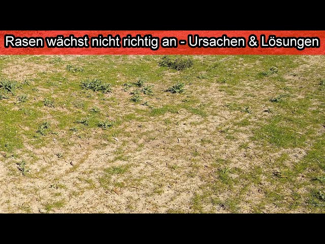 Lawn does not grow - Newly planted / seeded lawn does not grow  What to do  / Help Cause - YouTube