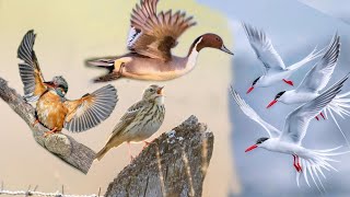 Tropical Rainforest Birds |Life OfBirds In Jungle|Scenic Cinema WithBirds & Forest Sounds#longvideo by YouTube bar King Hira Chauhan  221 views 6 days ago 5 minutes, 3 seconds