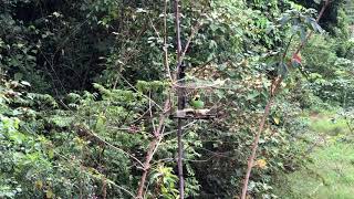 Suara terpadu pikat cucak ranting / Daun Sami