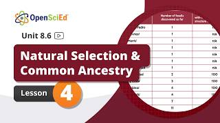 Unit 8.6 Lesson 4 Planning Video | OpenSciEd On-Demand Resources