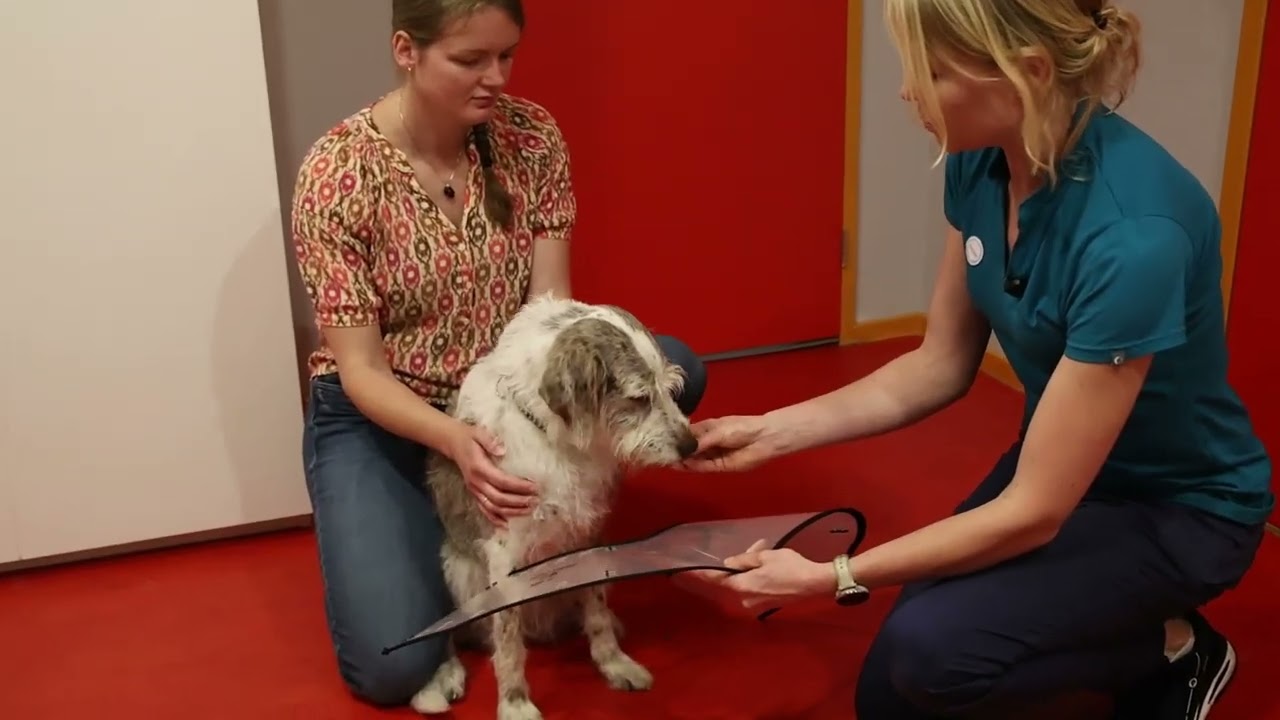 Wennen aan een kraag