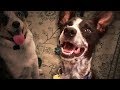 Meet our new dog Sully! Meet our new dog Sully!