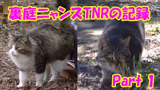 Cat in the back yard, TNR record, part1 ~Setting a Trapping Tool~