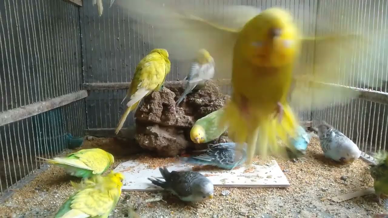 😳0円でここまで作れるとは思わなかった…