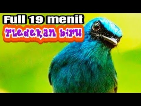 Full 19 menit pancingan Tledekan biru/sulingan biru
