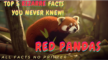 Red Pandas: Top 5 Bizarre Facts You Never Knew!