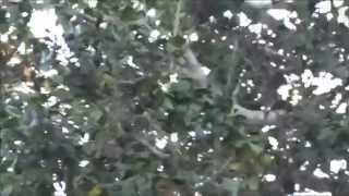 *THE REAL LIVE EVIL TREE - No Photos