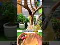 método para reproducir plantas #plantas