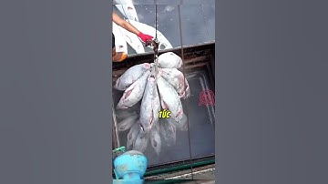 Tại sao cá ngừ lại được đông lạnh?