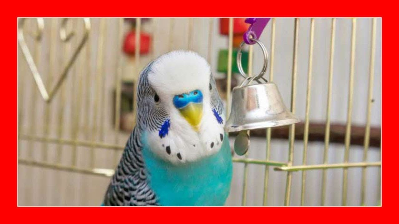 Melodrama Impotencia Depresión The best cage for parakeets 😱 Australian parakeet breeding - YouTube