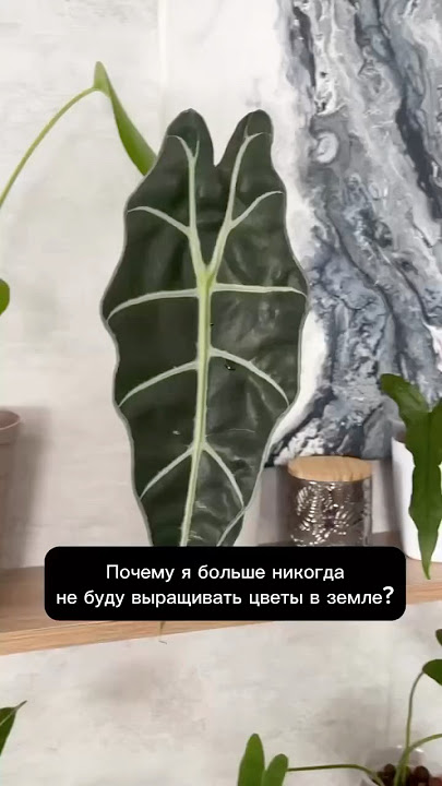 Домашние растения в керамзите