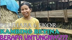 Hasilkan Puluhan Juta dari Ternak Kambing Betina - Durasi: 11.12. 