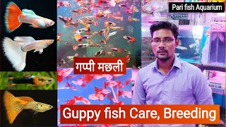 Guppy fish || Guppy fish Care, Tank mates, food,  Guppy breeding | Kurla fish Market, Pari Aquarium