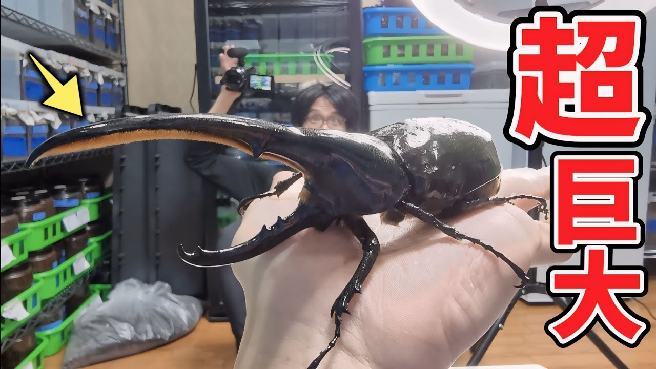 謎のオオカブト A mutant specimen of the world's largest species, the 