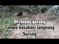 Ayam hutan muda garang, spot NEGARA KONOHA MEMANG LUAR BIASA