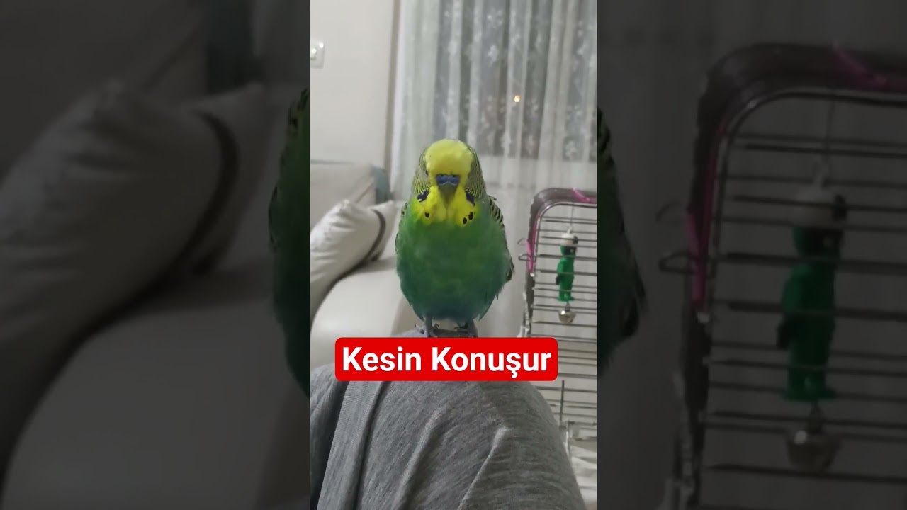 Muhabbet Kuşu Konuşturma #birds #talkingparot #budgies #muhabbetkuşu #parrot #parakeet #birdsong