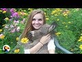 Baby Donkey Naps In Girl S Lap The Dodo