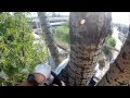 Nyárfa kivágása daruval  poplar tree crane removals