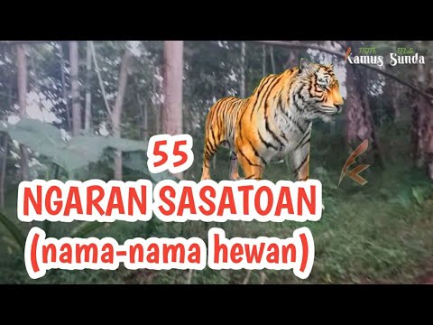 55 Nama Hewan Bahasa Sunda (Ngaran Sasatoan)