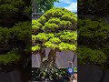 Bonsai Nea naturalis #bonsai #bonsaiformal #bonsaitwin #tree #flowee
