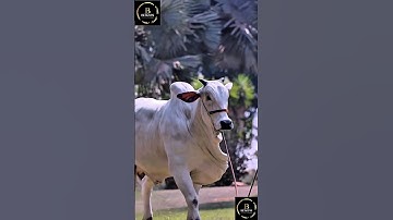 Sapi simental x brahman #cow #sapi #sapimakan #sapijumbo #sapigemuk