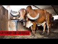 ARYAMAN GIR GAUSHALA | अच्छी गिर गाय सही कीमत पर खरीदनी है तो संपर्क करें आर्यमन गिर गौशाला गुजरात