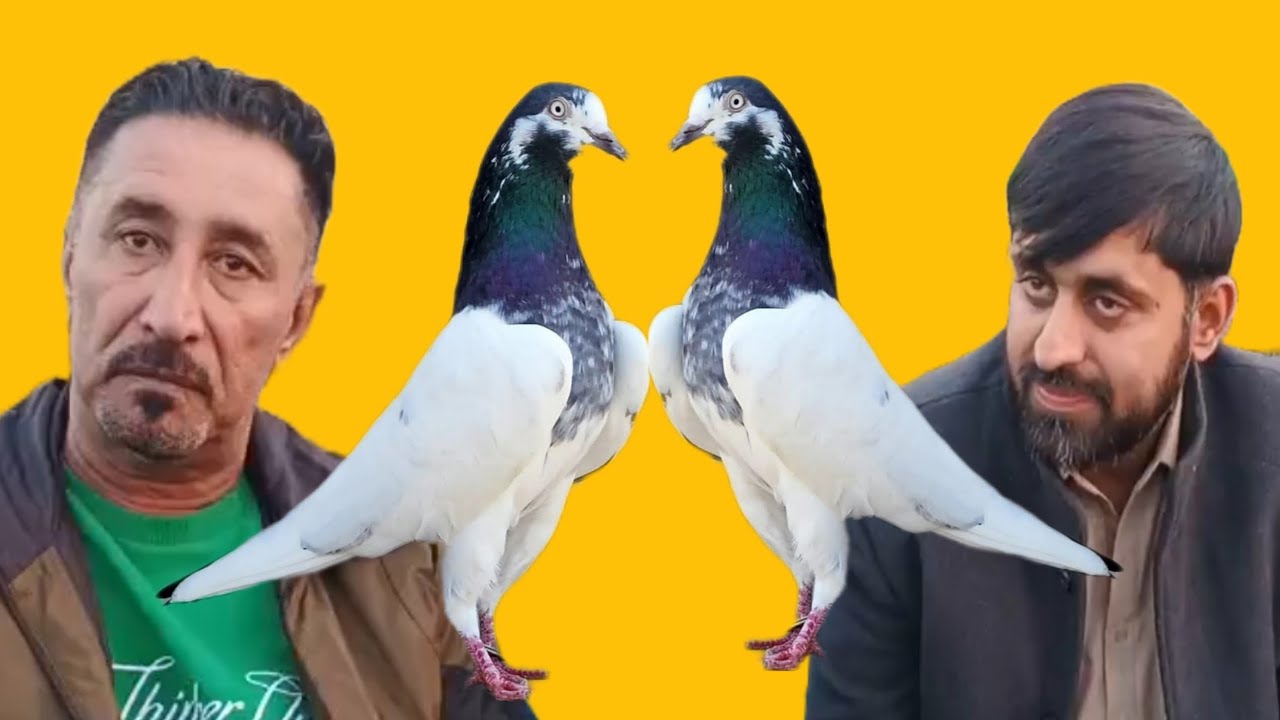 Ustad Ahmed Qamar key shagard Raja  Sajjad of Islamabad ki chat se pigeons