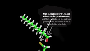 Process of Palmitoylation | Badrilla