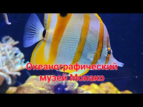 Путешествие в подводный мир: Океанариум Жака Кусто в Монако