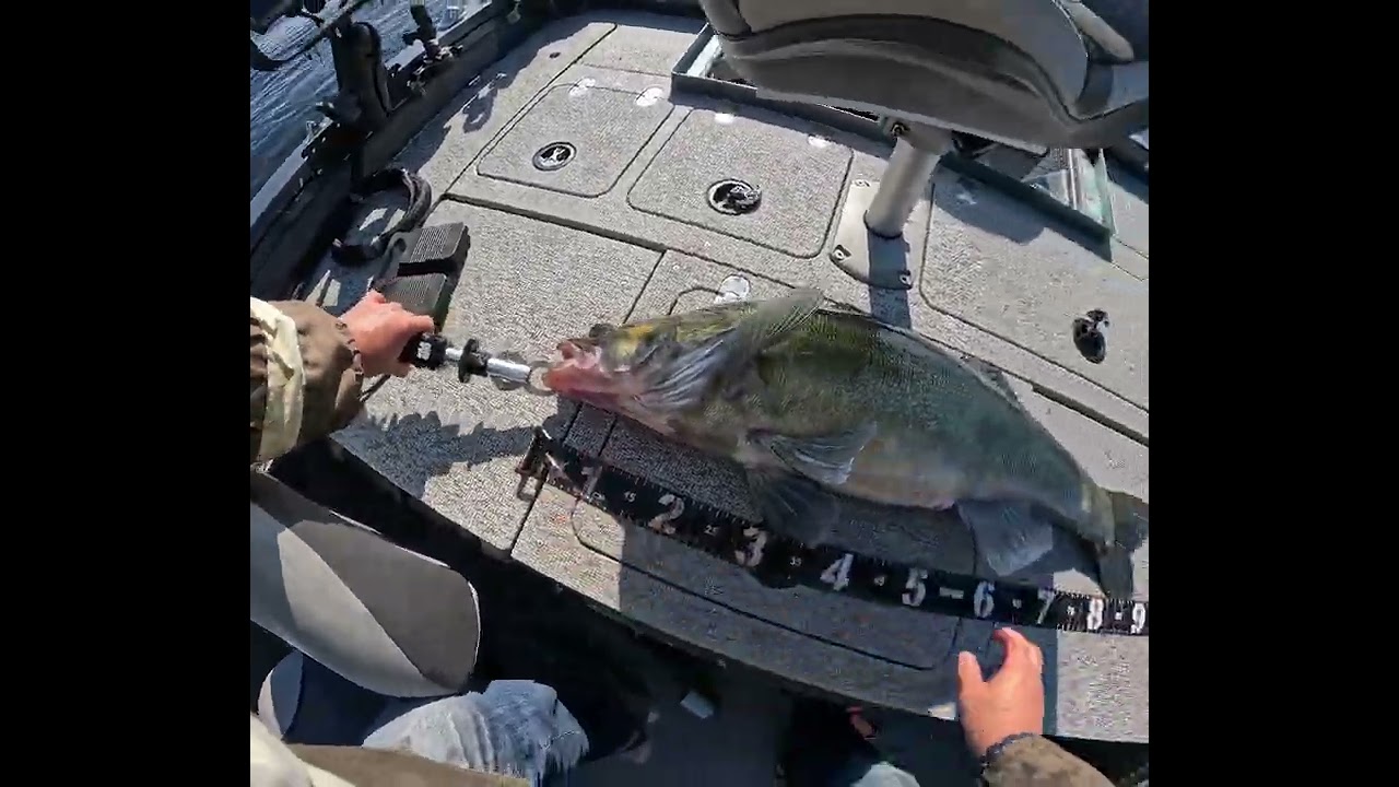 Трофейный судак 9+