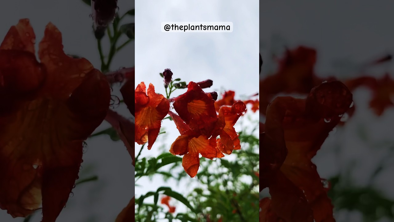 Terrace Garden in Monsoon ||Terrace Garden after Rain 