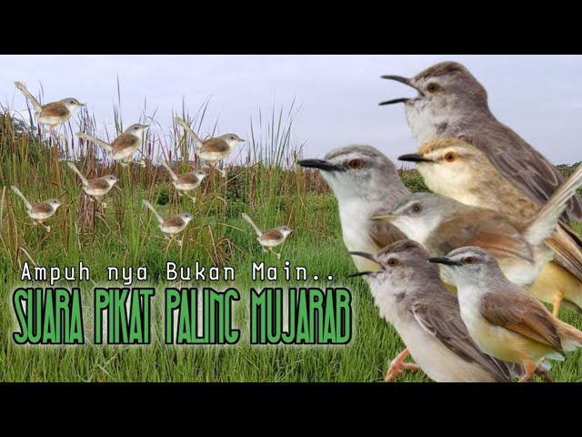 Suara Pikat Burung Ciblek Sawah Ribut. Auto Langsung Kumpul.. class=