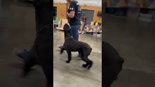 Beautiful focused Jolt the Giant Schnauzer 21 Mo #protectiondogsales #pds #traineddogs