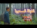 قصة اليتيم والغزالة المسحورة من القصص الخيالية المشوقة قبل النوم كوخ الحكايات 