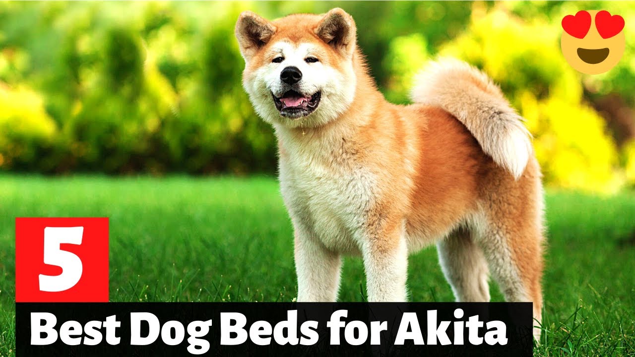 5 Best Dog Beds for Akita YouTube