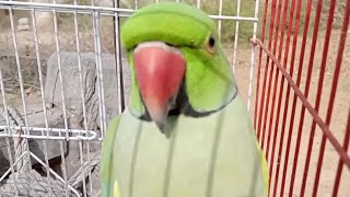 Indian Ring Neck Green Parrot With Natural Sounds