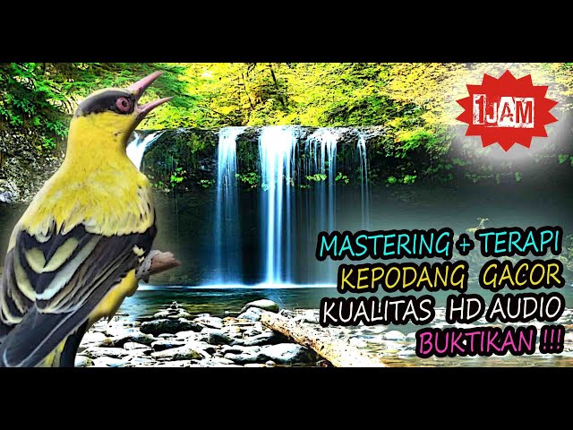 Suara Burung Kepodang Gacor - Masteran Kepodang Emas Jernih Gemericik Air class=