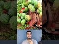 ​"¡No podrás creer lo que le pasó a esta cosecha! 🍉"