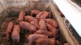 картинка: продажа поросят кантор.кормление поросят