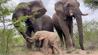 Tokwe, Fishan & Bubi of the Jabulani elephant herd see Adine again after a few days of absence!