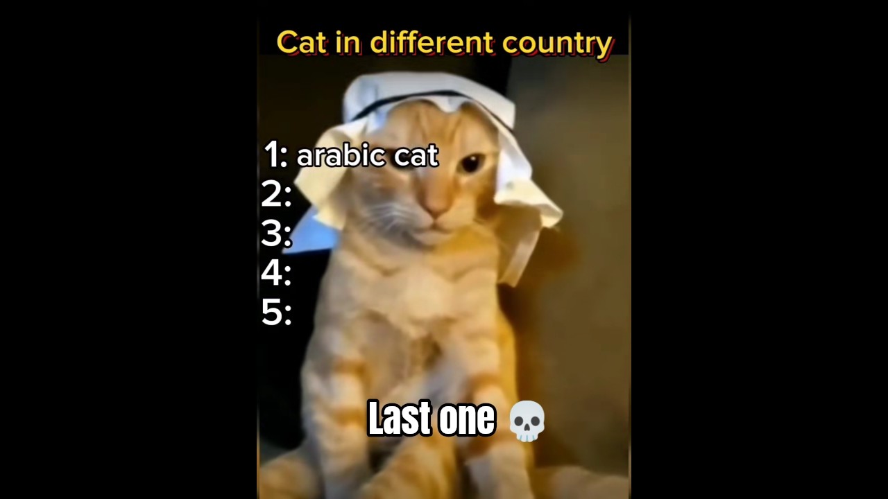 Кот 🐈 в другой стране 🌍 