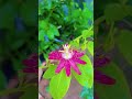 #flowers #gardening #flowergarden #plants