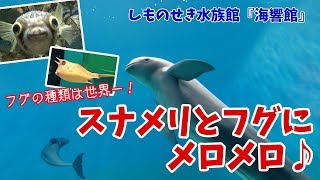 [ 関門海峡周遊の旅 ]　#6　しものせき水族館 海響館 ＆ 海峡ゆめタワー