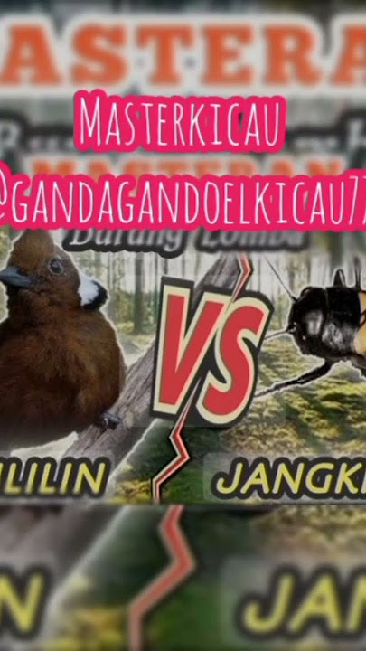 cililin vs jangkrik @gandagandoeLkicau777  #masteranburung #masteranmuraibatu #masterankacer