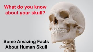 What Do You Know About Your Skull? Some Amazing Facts About Human Skull
