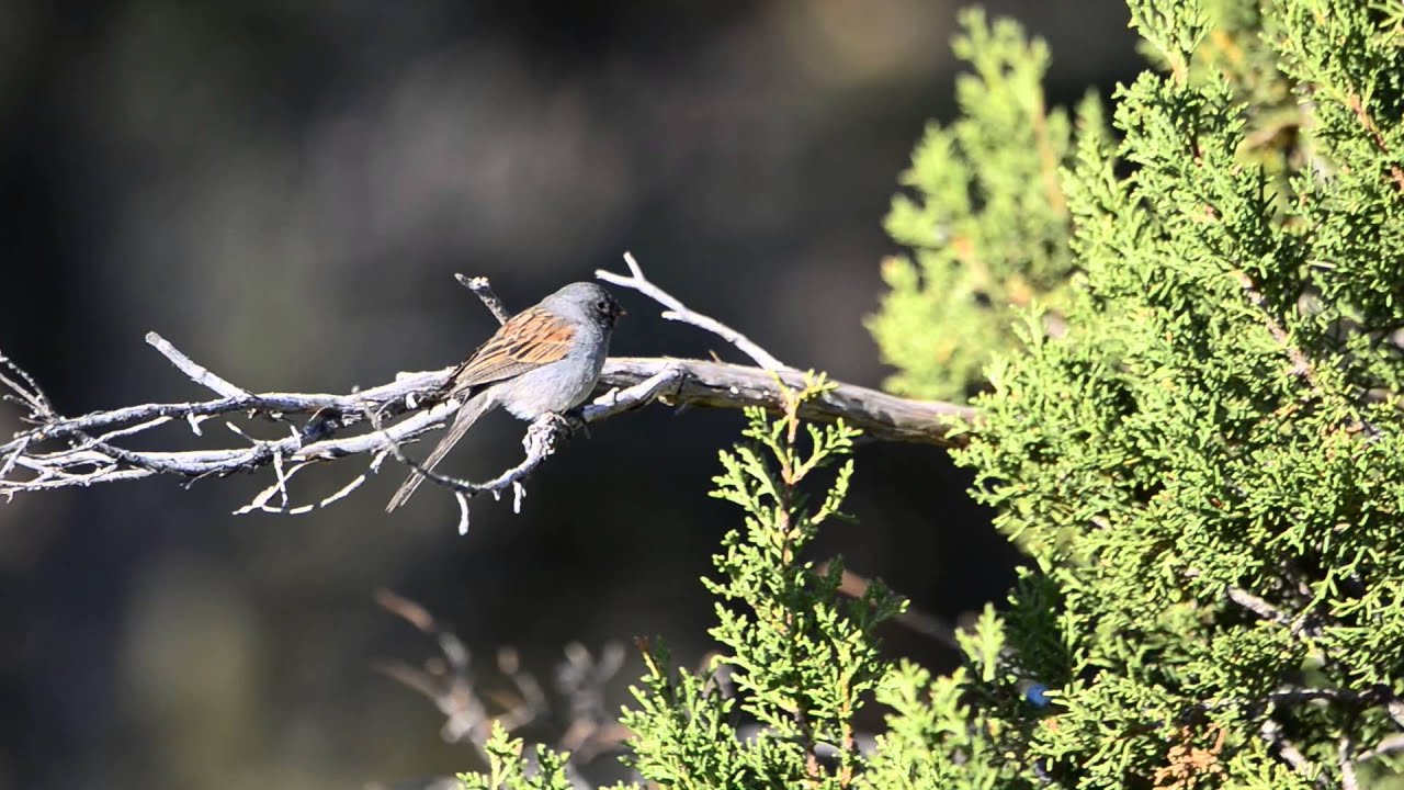 Black-chinned Sparrow 2 